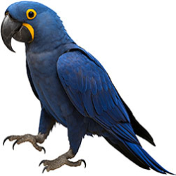 Natural Macaws